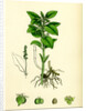 Mercurialis Perennis Perennial Dog's-Mercury by Anonymous