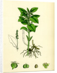 Mercurialis Perennis Perennial Dog's-Mercury by Anonymous