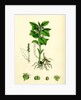 Mercurialis Perennis Perennial Dog's-Mercury by Anonymous