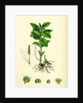 Mercurialis Perennis Perennial Dog's-Mercury by Anonymous