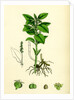 Mercurialis Perennis Perennial Dog's-Mercury by Anonymous