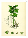 Mercurialis Perennis Perennial Dog's-Mercury by Anonymous