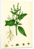 Mercurialis Annua Var. Genuina Annual Dog's-Mercury Var. A. by Anonymous