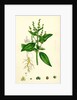 Mercurialis Annua Var. Genuina Annual Dog's-Mercury Var. A. by Anonymous