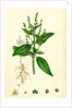 Mercurialis Annua Var. Genuina Annual Dog's-Mercury Var. A. by Anonymous
