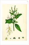 Mercurialis Annua Var. Genuina Annual Dog's-Mercury Var. A. by Anonymous