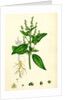 Mercurialis Annua Var. Genuina Annual Dog's-Mercury Var. A. by Anonymous