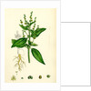Mercurialis Annua Var. Genuina Annual Dog's-Mercury Var. A. by Anonymous