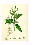 Mercurialis Annua Var. Genuina Annual Dog's-Mercury Var. A. by Anonymous