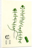 Callitriche Hamulata Hooked Water Starwort by Anonymous