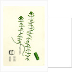 Callitriche Hamulata Hooked Water Starwort by Anonymous