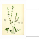 Callitriche Pedunculata Pedunculated Water Starwort by Anonymous