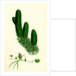 Ceratophyllum Demersum Common Hornwort by Anonymous