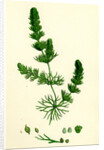 Ceratophyllum Submersum Unarmed Hornwort by Anonymous
