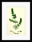 Ceratophyllum Submersum Unarmed Hornwort by Anonymous