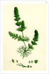 Ceratophyllum Submersum Unarmed Hornwort by Anonymous