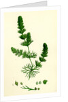 Ceratophyllum Submersum Unarmed Hornwort by Anonymous