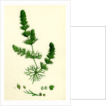 Ceratophyllum Submersum Unarmed Hornwort by Anonymous