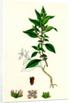 Parietaria Diffusa Pellitory-of-the-Wall by Anonymous