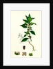 Parietaria Diffusa Pellitory-of-the-Wall by Anonymous