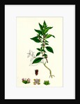 Parietaria Diffusa Pellitory-of-the-Wall by Anonymous