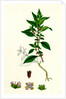 Parietaria Diffusa Pellitory-of-the-Wall by Anonymous