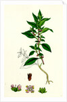 Parietaria Diffusa Pellitory-of-the-Wall by Anonymous