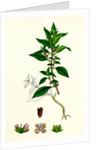 Parietaria Diffusa Pellitory-of-the-Wall by Anonymous