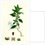 Parietaria Diffusa Pellitory-of-the-Wall by Anonymous