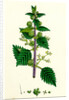 Urtica Pilulifera Var. Genuina Roman Nettle Var. A. by Anonymous