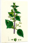 Urtica Pilulifera Var. Genuina Roman Nettle Var. A. by Anonymous