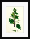 Urtica Pilulifera Var. Genuina Roman Nettle Var. A. by Anonymous