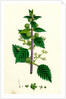 Urtica Pilulifera Var. Genuina Roman Nettle Var. A. by Anonymous
