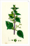 Urtica Pilulifera Var. Genuina Roman Nettle Var. A. by Anonymous