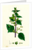 Urtica Pilulifera Var. Genuina Roman Nettle Var. A. by Anonymous