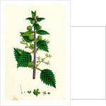 Urtica Pilulifera Var. Genuina Roman Nettle Var. A. by Anonymous