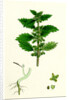 Urtica Urens Small Nettle by Anonymous