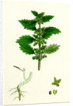 Urtica Urens Small Nettle by Anonymous