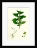 Urtica Urens Small Nettle by Anonymous