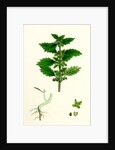Urtica Urens Small Nettle by Anonymous