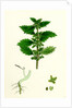 Urtica Urens Small Nettle by Anonymous