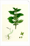 Urtica Urens Small Nettle by Anonymous