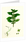 Urtica Urens Small Nettle by Anonymous
