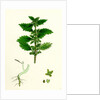 Urtica Urens Small Nettle by Anonymous