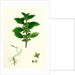 Urtica Urens Small Nettle by Anonymous