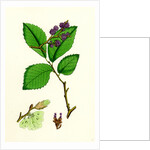 Ulmus Suberosa Var. Genuina Common Elm Var. A. by Anonymous