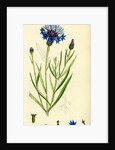 Centaurea Cyanus Blue-Bottle by Anonymous