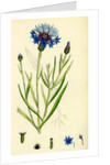 Centaurea Cyanus Blue-Bottle by Anonymous