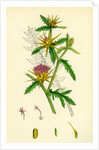 Centaurea Calcitrapa Star-Thistle by Anonymous