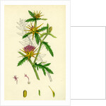 Centaurea Calcitrapa Star-Thistle by Anonymous